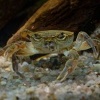 Krab jezerni - Potamon fluviatile - Freshwater Crab o0055